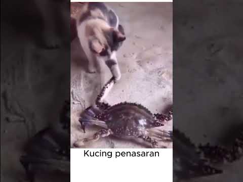penasaran cing #shorts #vidio #vidioviral #videoshort #ngakak #videokocak #videos #lucu #kucing