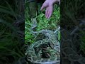 Creature Behavior and Capture Techniques