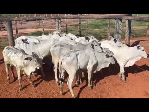 LOTE 06