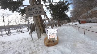 Fubuki fox is cute | Animal hololive