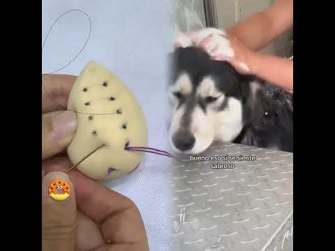 Las aventuras de Mía y el chikiguapi