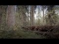 Old Forests: Ecosystem Importance and Management