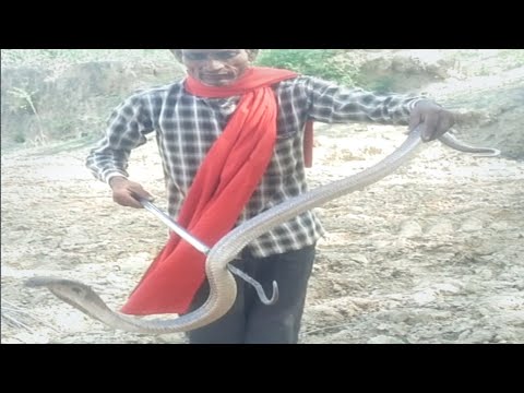 खतरनाक नाग को बच्चों ने घेर लिया! देखिए बच्चों के साथ क्या हुआ | Naag Rescue Operation