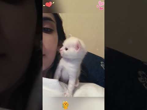 Cat Claims Weโre Just Humans in Training #cat #funnycats #cutecat #catlovers #fyp #viralvideo