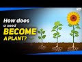 Plant Life Cycle and Germination Concepts