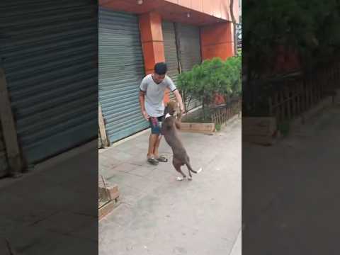 Dog ❤️ #shorts #shortvideos