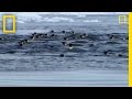 Antarctic Wildlife Challenge