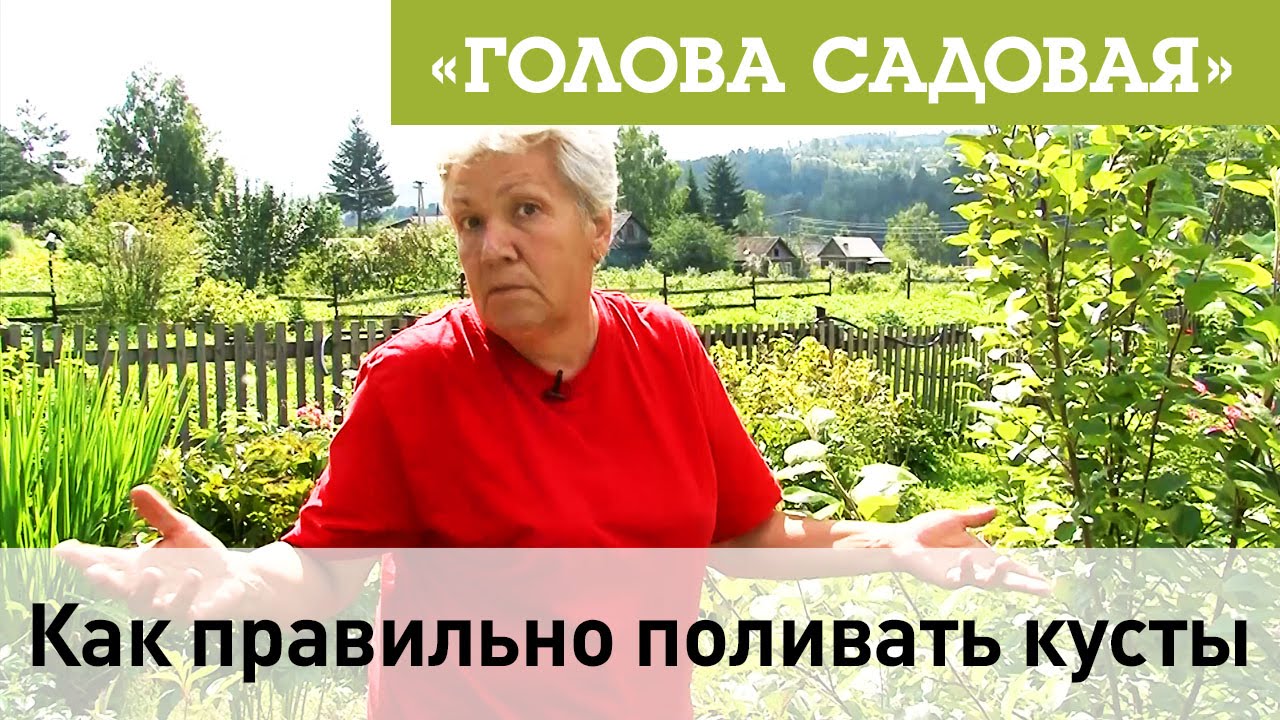 Как правильно поливать кусты