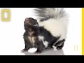Steve's Encounter with a Skunk