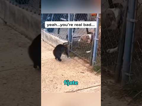 este perro cometió un error al provocar a este gato #gatos #perros