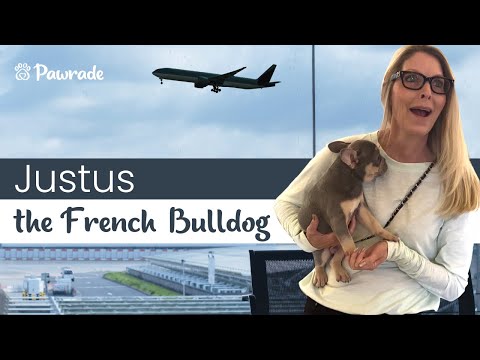 Pawrade Parent - Testimonial - Justus the French Bulldog Puppy