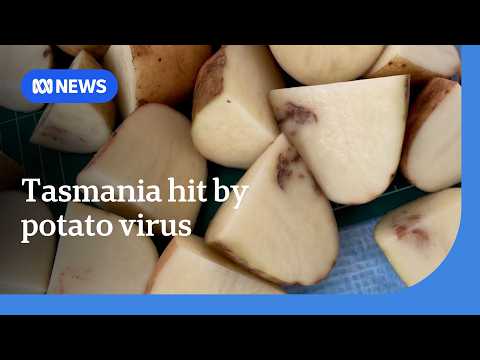 YouTube video thumbnail: Tasmania hit by 'Exotic' Potato Virus