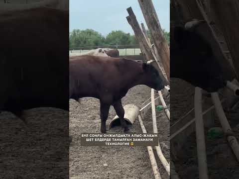 Электропастух +7-707-408-18-00
