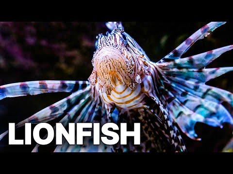 Lionfish - New Pirates of the Carribean | Suspenseful Wildlife Story