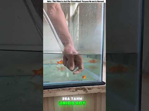 Baba Fish Gulo Kothai Disso😱 #shorts #ytshorts #funny #gadgets