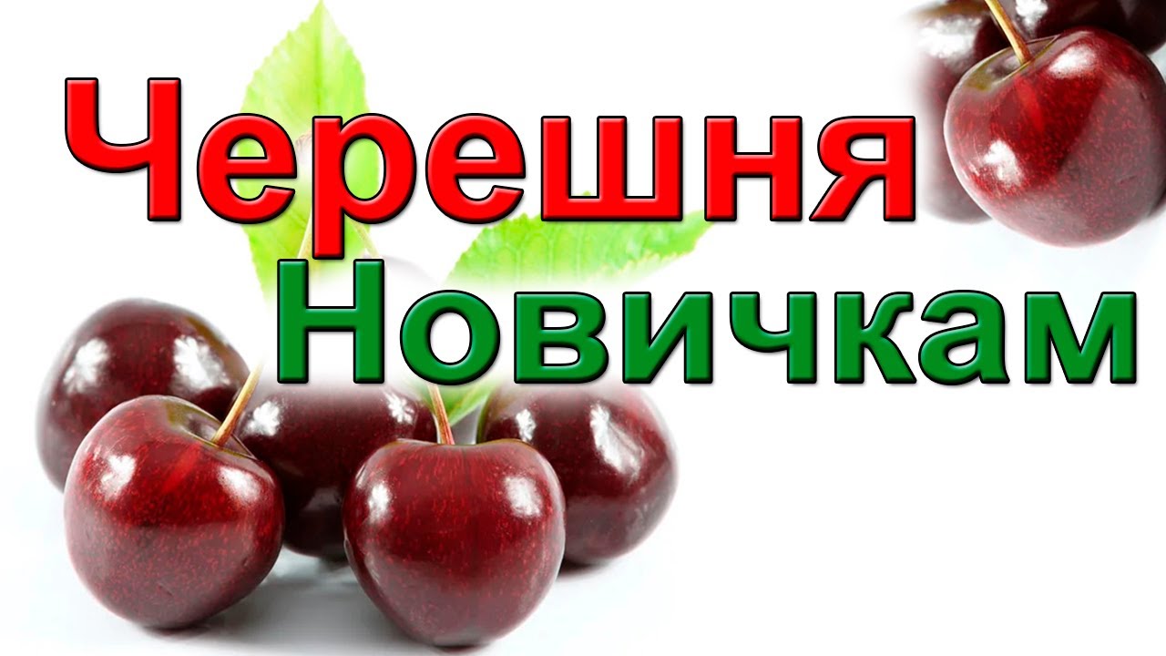 Черешня или вишня. Выбираем. Начинающим