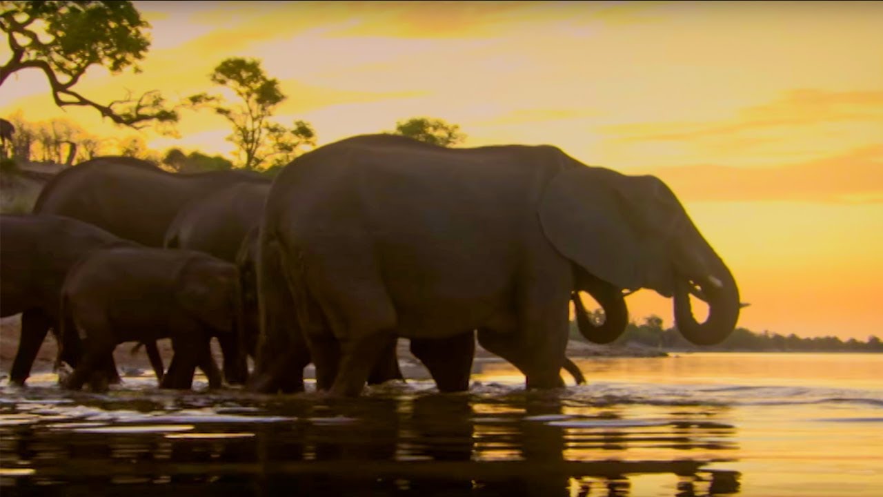 Elephants Under Threat of A Cull The Long Walk Home BBC Earth