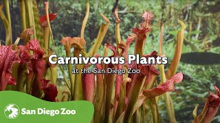 Carnivorous Plants at the San Diego Zoo = The Perfect Hunters