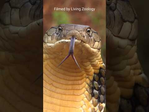 King Cobra vs Inland Taipan सांप  की लड़ाई में किसकी जीत होगी? By Wild Battles