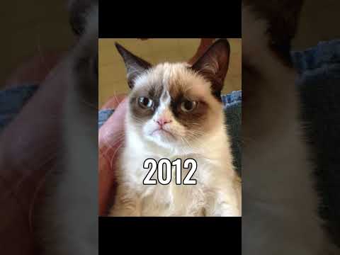 Famous Cat Memes (Then Vs Now) #meme #memes #catmemes