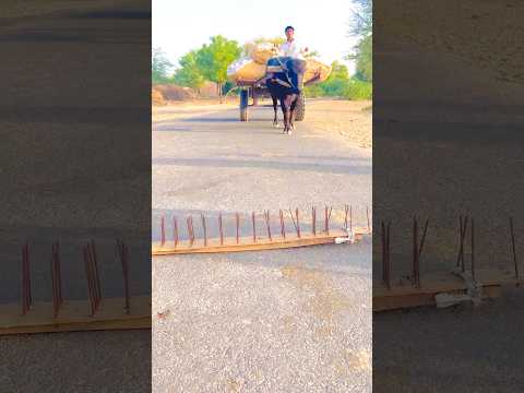 Mashallah animal 🐃 k sath Allah ki madad #viralvideo #trending #shorts   #islamicprayer #india