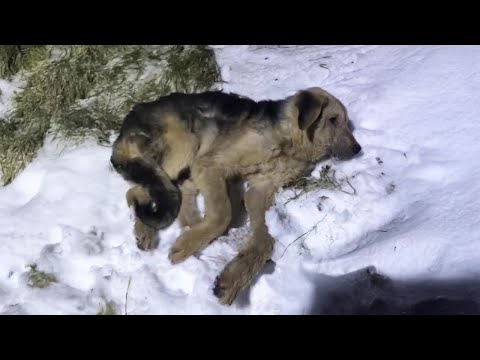 Panting in a Snow Hole, the dog Desperately Begged his owner Not to Leave him there