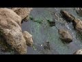 Water Quality and Environmental Impact