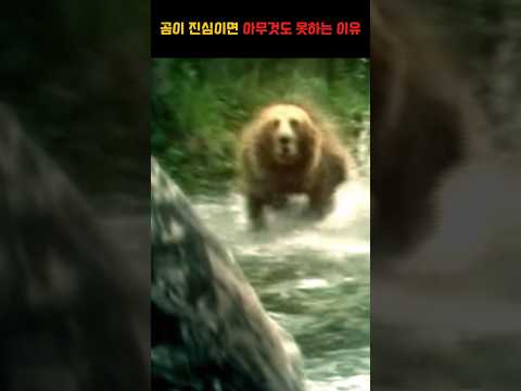 곰이 빡치면 아무것도 못할 수 밖에 없는 이유ㄷㄷ #동물