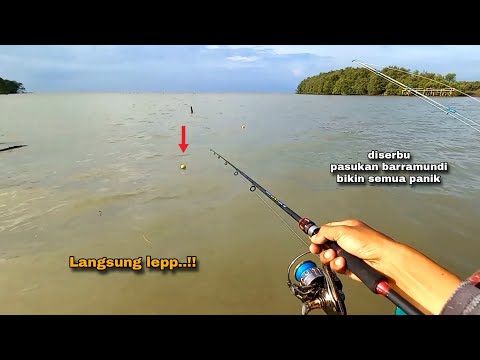 Gak nyangka..!! Kakap putih pada kelaparan setelah hujan || Mancing barramundi umpan udang hidup