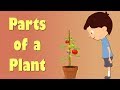 Exploring the Parts of a Plant