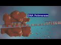 Replicação e Estrutura do DNA