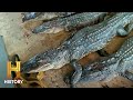 Troy Landry's Alligator Hunting Strategies