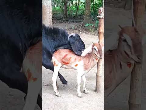 Lots of two goats they very beautiful surprising shoots we enjoy2023/:54