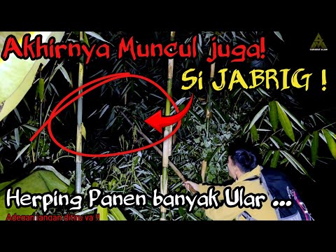 AKHIRNYA MUNCUL JUGA! SI JABRIK PENGHUNI KEBON WARGA! (HERPING PANEN BANYAK ULAR)