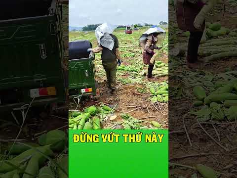 Thân cây đu đủ còn quý hơn cả quả
