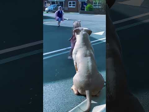 #k9dogs #dogstraning #trending #dogsoftiktok#doglife #k9protection#usa#viral_video #fypyoutube #asmr