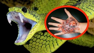 Deadly jungle with Snakes everywhere, hundreds of thousands of rattle snakes African wild animals