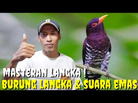 AKHIRNYA KETEMU LAGI SAMA BURUNG INI ! LANGKA DAN BERSUARA EMAS