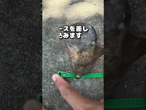 【神ワザ！ホースをガッチリ固定】タイラップ＋木くずの裏技！#修理テク #道具ハック #便利ライフ