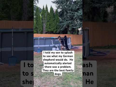 German shepherd SAVES KID! #shorts #germanshepherd