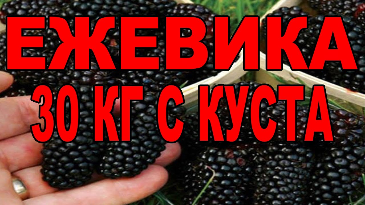 Ежевика что с ней делать как ухаживать, обрезать. Ежевика садовая