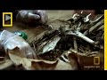 Investigation of Mysterious Creatures