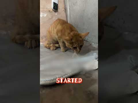 DEADLY Fire Ant Attack: Cat VOMITING - How We Almost Lost Her #cat