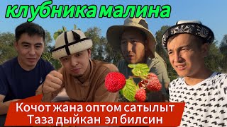 😱МЫНА ДЫЙКАН ОПТОМ КЛУБНИКА МАЛИНА КӨЧӨТТӨРДҮ АЛЫП ИШТИ БАШТАНЫЗ ЖАРДАМ БЕРЕМ ДЕЙТ 🤩БИЗ ЖЕП ЖЫРГАДЫ🔥