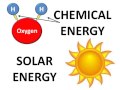 Energy Flow and Ecosystem Dynamics