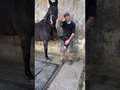 Does It Hurt The Horse. #shorts