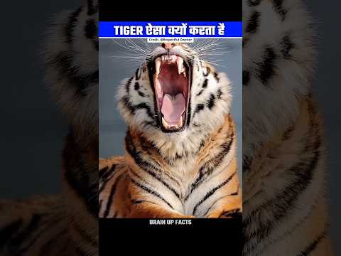 Why Tiger Mimics Other Animals Voices To Hunt😱