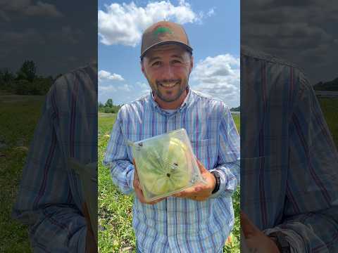 Square watermelon #watermelon #minecraft #gardeningtips