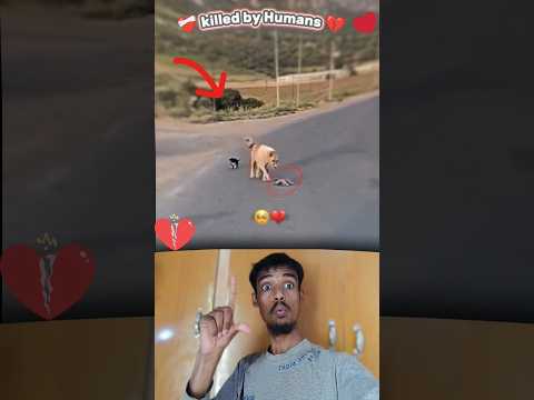 I lost my faith for humans, after this, ๐ค๐ฅบ๐#viral #youtubeshorts #reaction #poordog #dog #animals