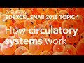 Circulatory System Concepts and Functions